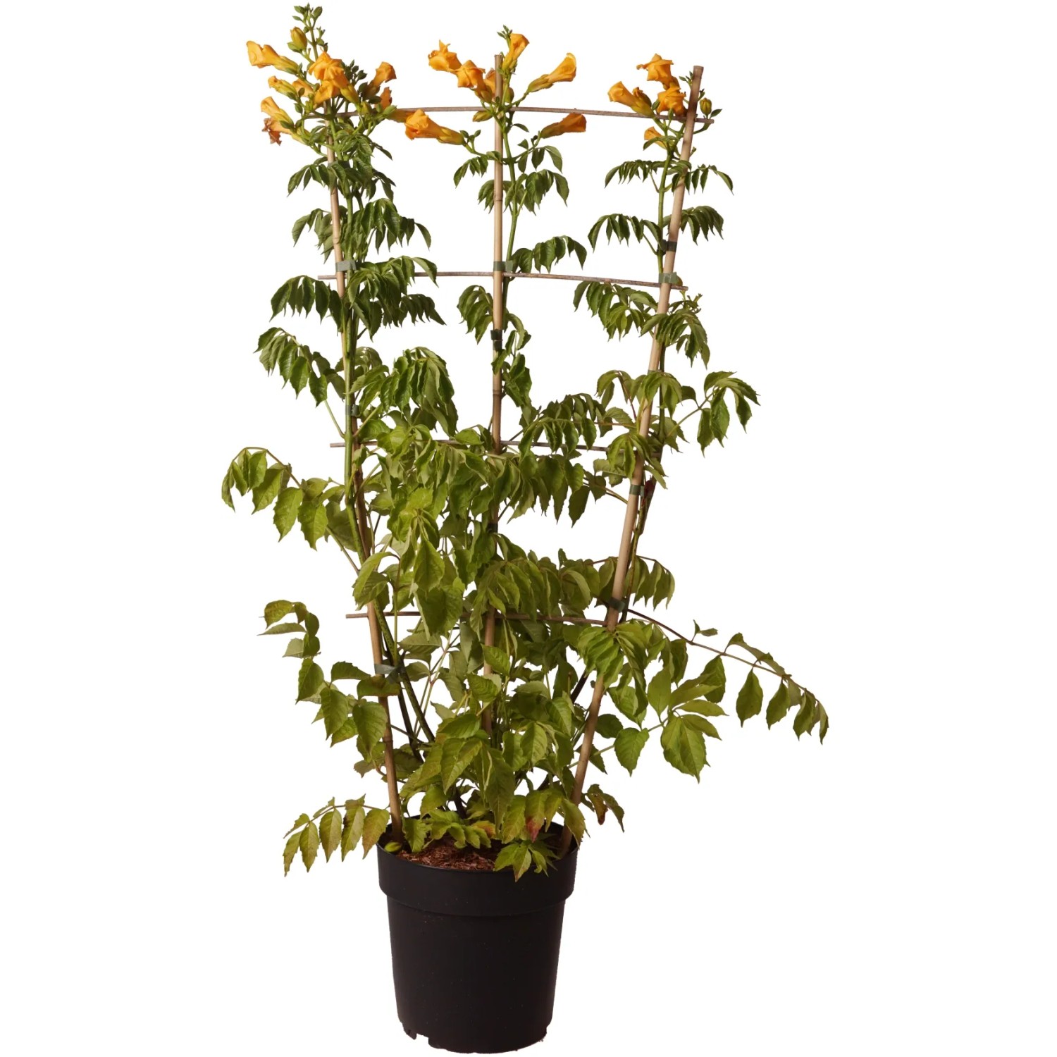 Trompetenblume Summer Jazz Gold Spalier Höhe ca. 40 cm Topf ca. 6 l Campsis