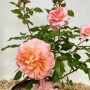 Baumfink Edelrose Augusta Luise im Topf mit apricot-lachsfarbenen Blüten.