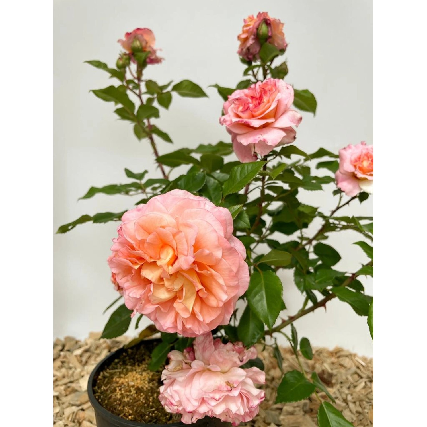 Baumfink Edelrose Augusta Luise im Topf mit apricot-lachsfarbenen Blüten.