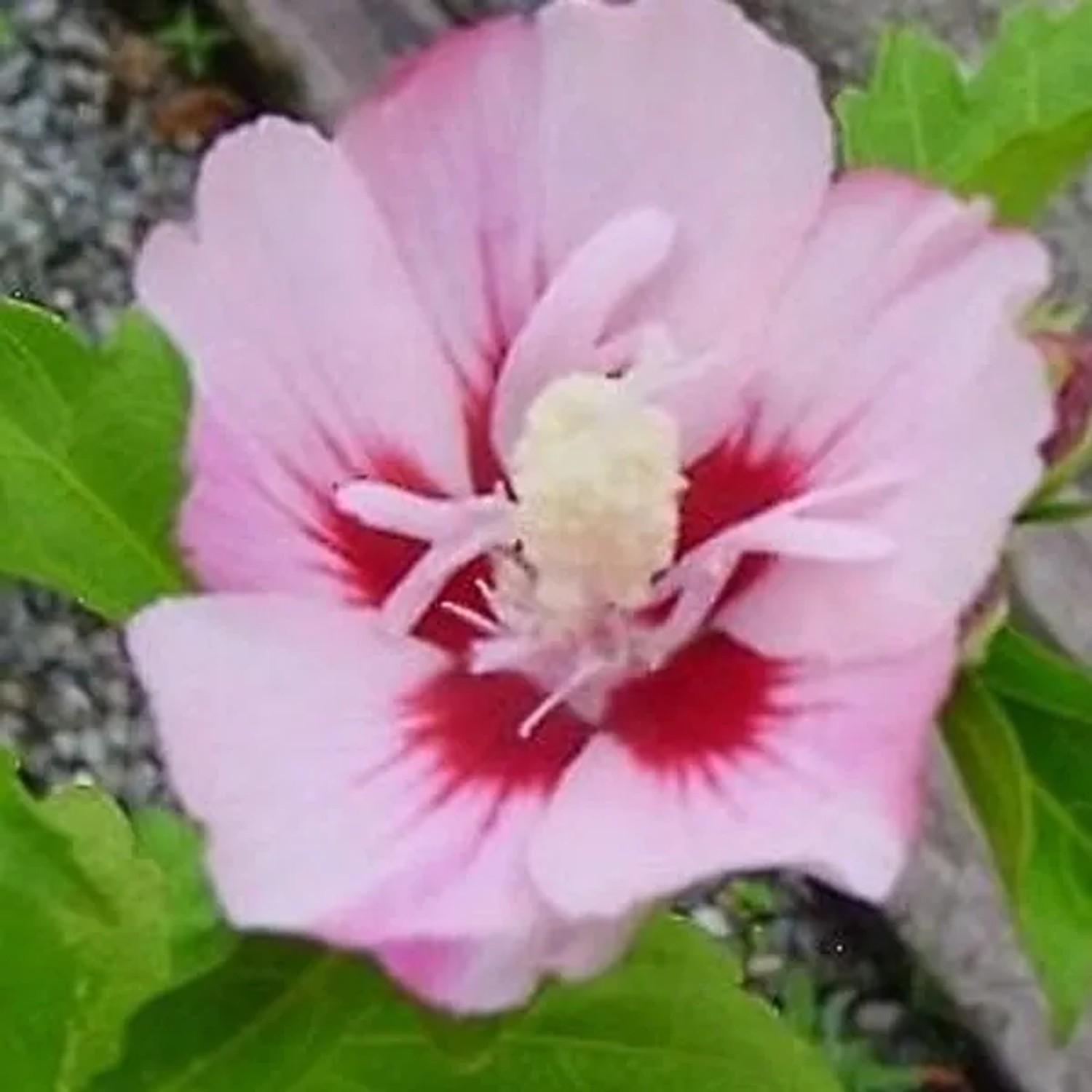 Garteneibisch 'Hamabo' Hibiscus syriacus 40 bis 60 cm im Container Sommerblühend