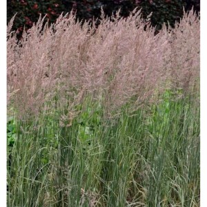 Reitgras Overdam im Topf, Ziergras mit filigranen Blütenständen für den Garten.