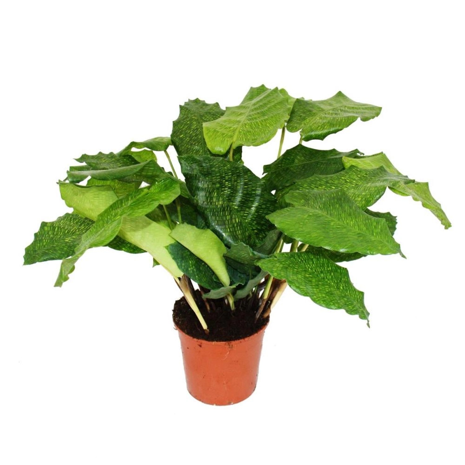 Exotenherz Schattenpflanze mit Ausgefallenem Blattmuster Calathea Musaica Network 14cm Topf ca. 40cm Hoch