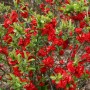 Chinesische Zierquitte 'Scarlet Storm' mit leuchtend roten Blüten und grünen Blättern.