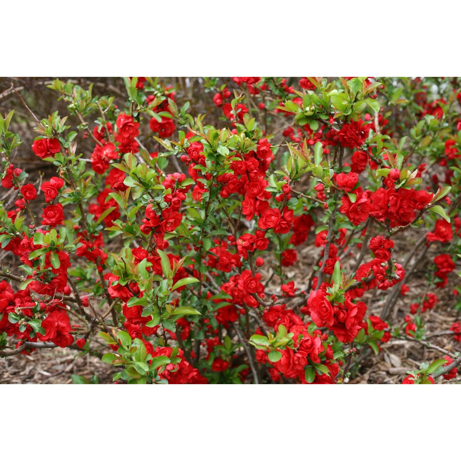 Chinesische Zierquitte 'Scarlet Storm' mit leuchtend roten Blüten und grünen Blättern.