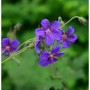 Violette Blüten des Großblütigen Storchschnabels (Geranium platyanthum) im Detail.