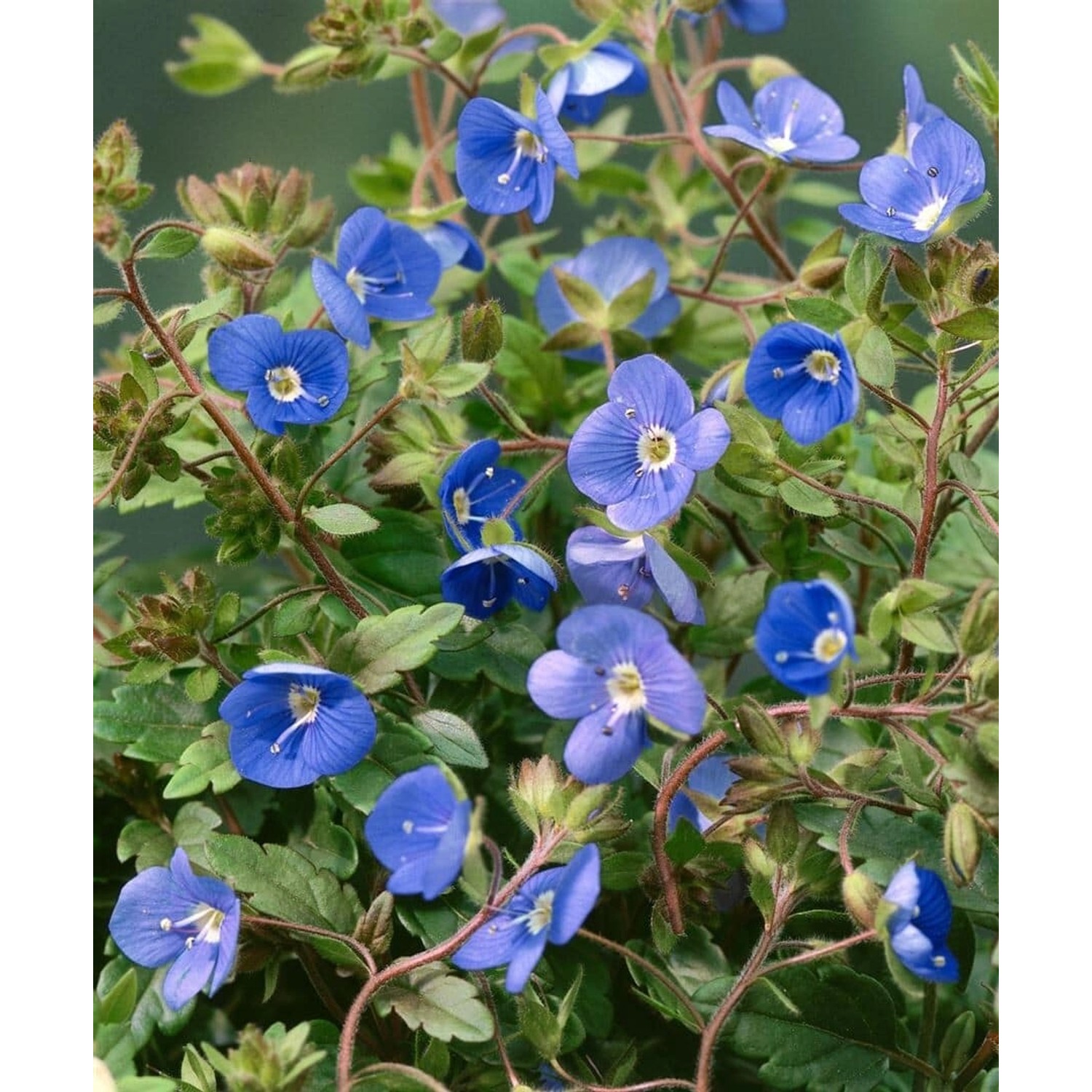 Blühender, blauer Ehrenpreis Veronica 'Georgia Blue' im 9x9 cm Topf.