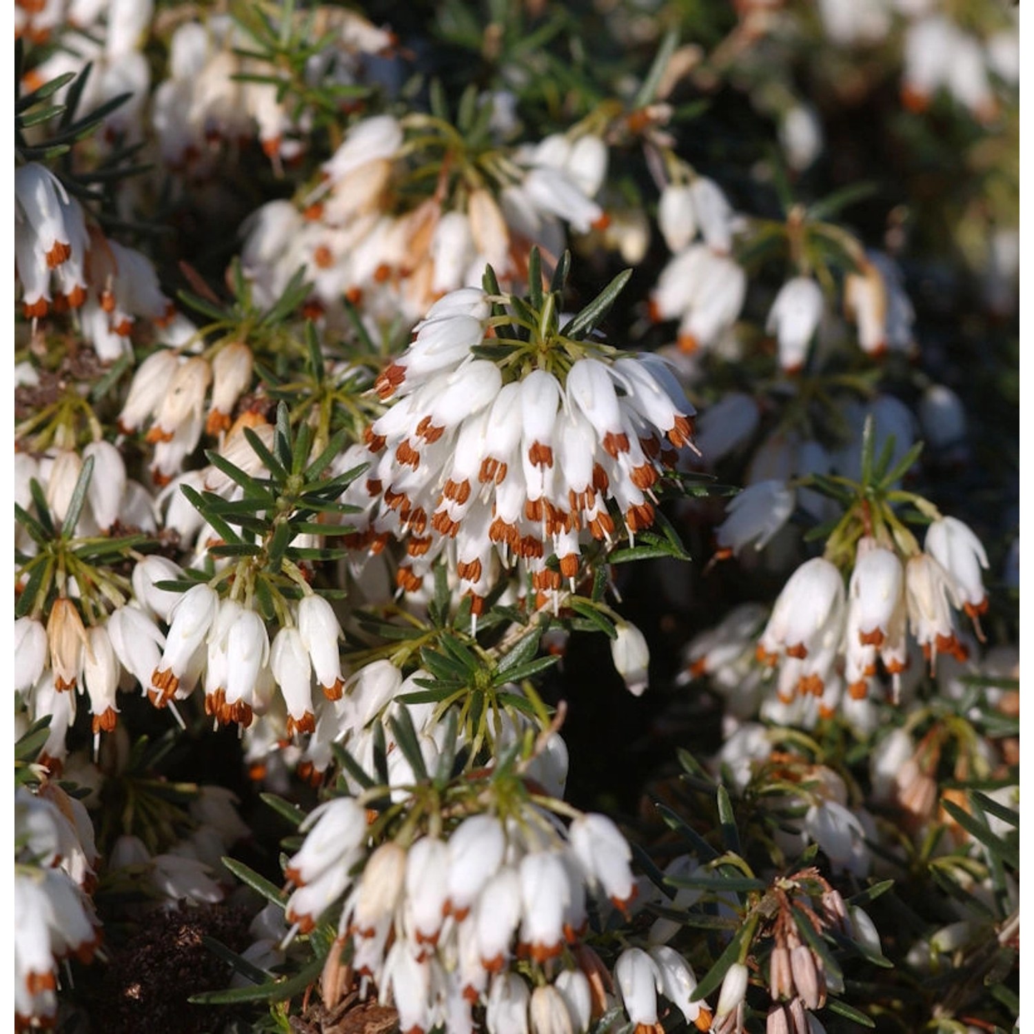 10x Winterheide Schneekuppe - Erica carnea günstig online kaufen