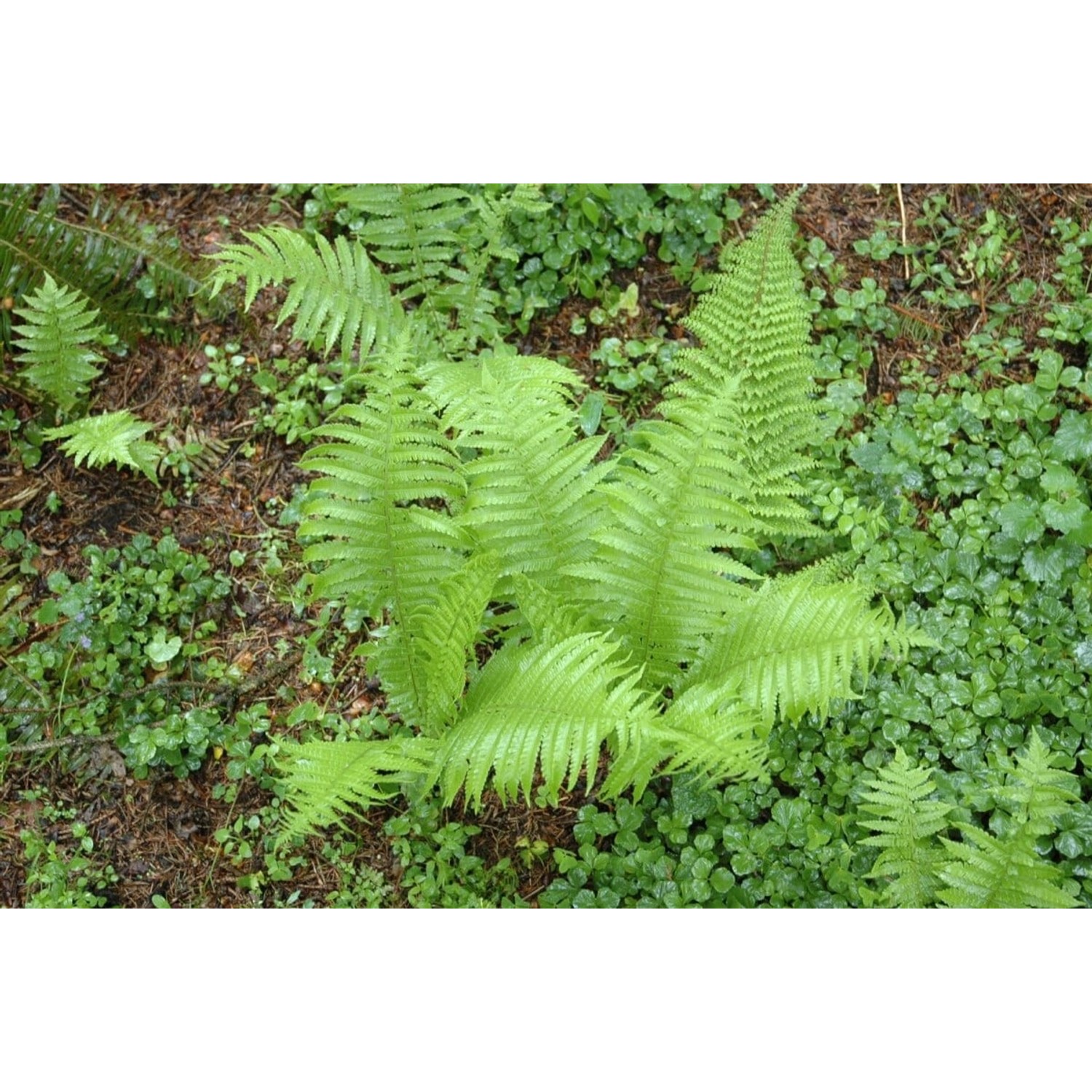 Polystichum Setiferum Proliferum Schildfarn Immergrün 30–40 cm günstig online kaufen