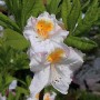 Nahaufnahme der weißen Blüte der Hochstamm Azalee Möwe (Rhododendron luteum) mit gelber Zeichnung.