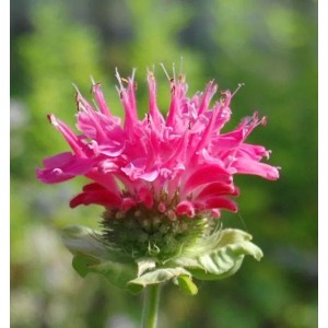 Nahaufnahme der rosafarbenen Blüte der Indianernessel 'Marshalls Delight'.