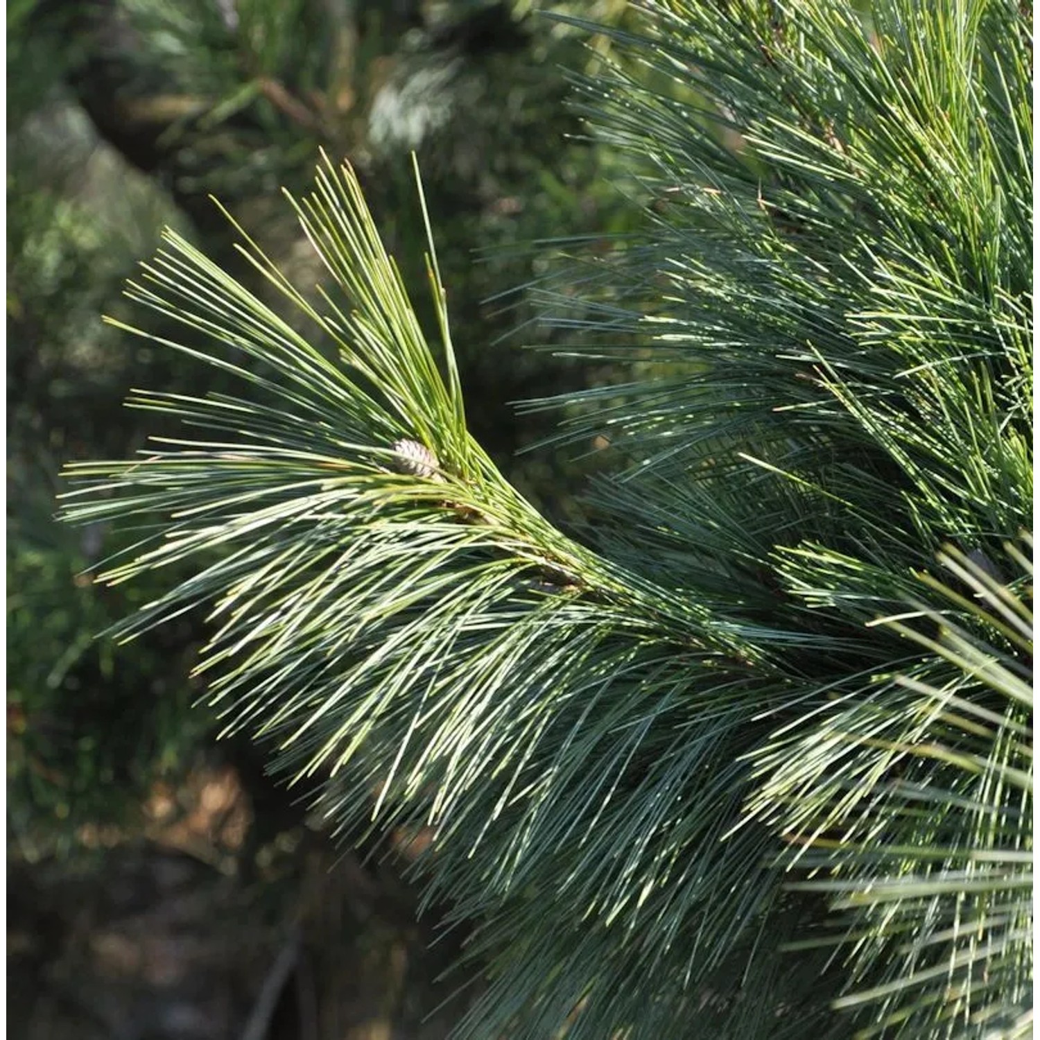 Schwerin Kiefer Wiethorst 40-50cm - Pinus schwerinii