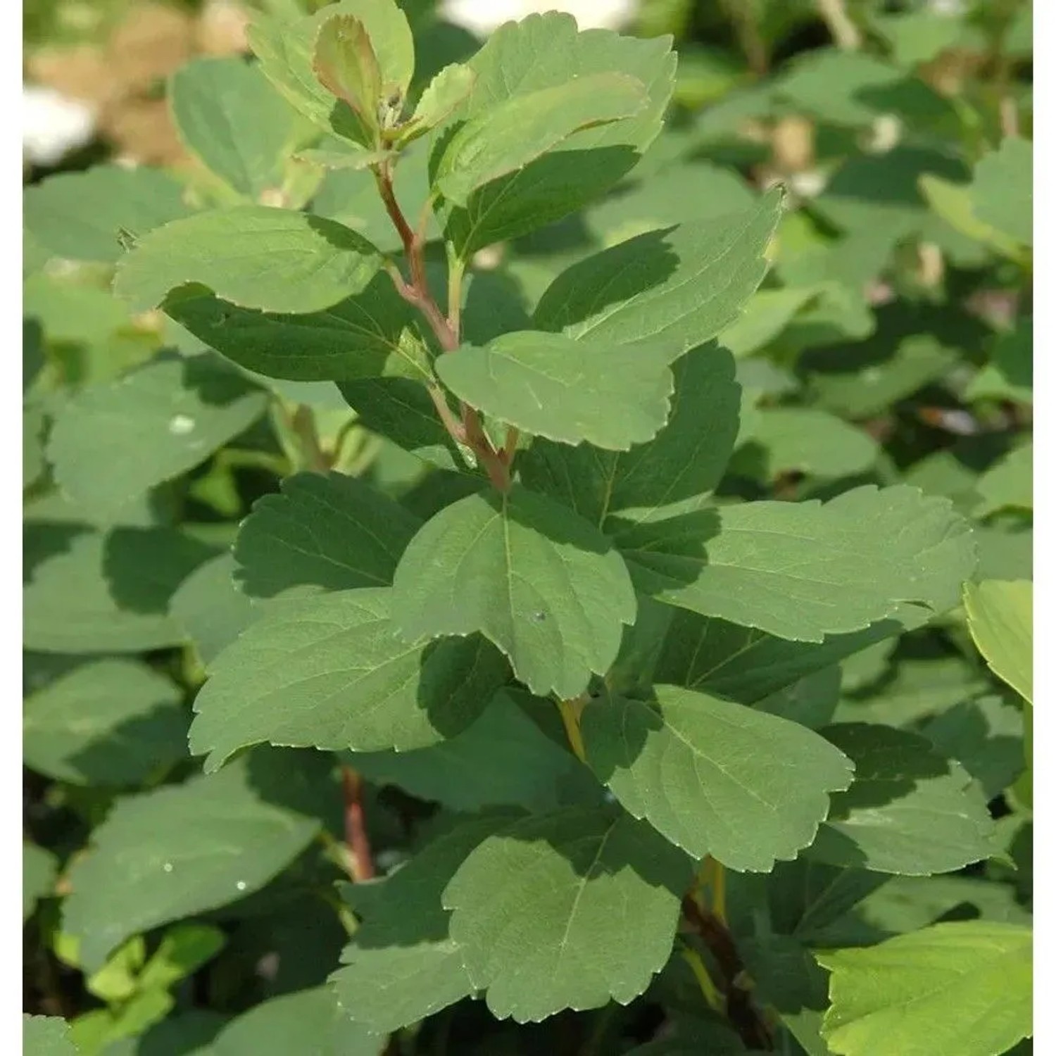Birkenblättrige Spiere Pink Sparkler 20-30cm - Spiraea betulifolia