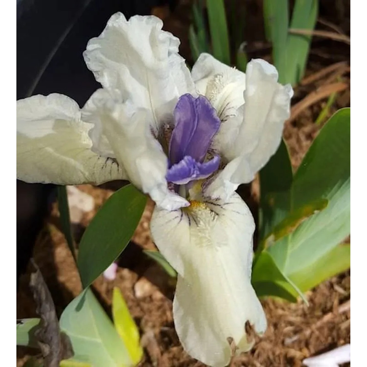 Zwergschwertlilie Blasierte Jungfer - Iris barbata