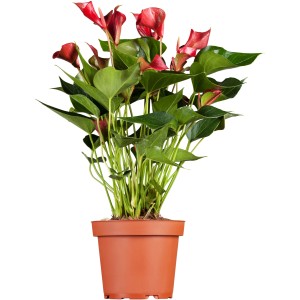 Anthurie Rot im Topf, Flamingoblume mit roten Blüten und grünen Blättern.