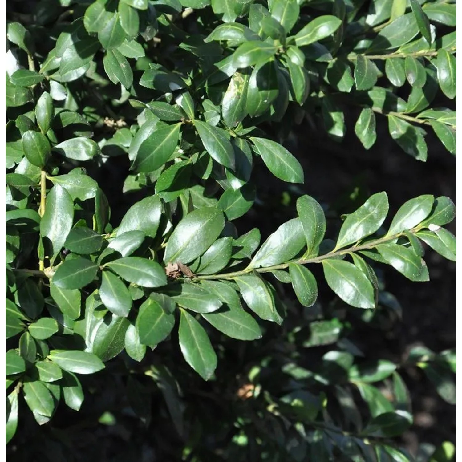 Japanische Stechpalme Strong Caroline 60-80cm - Ilex crenata