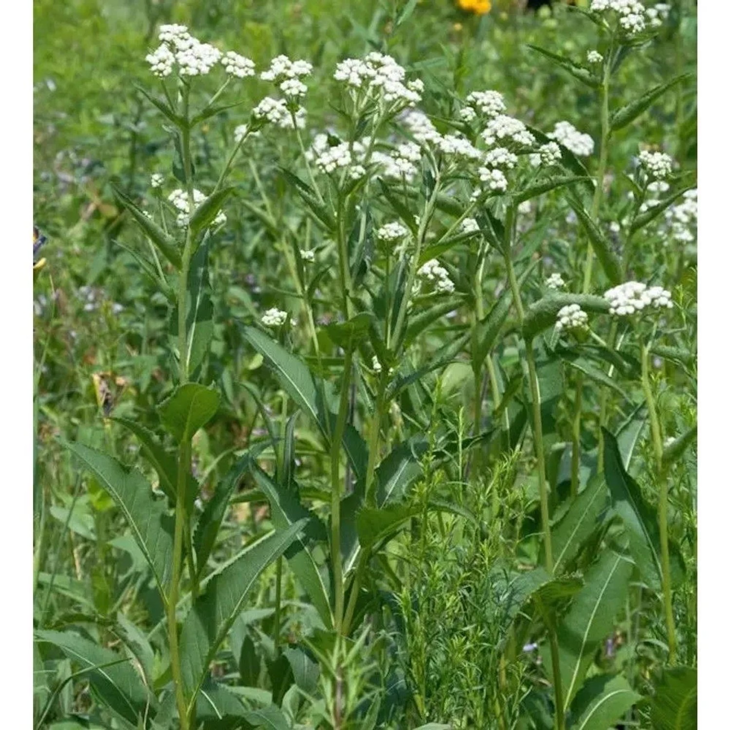 Prärieampfer - Parthenium integrifolium