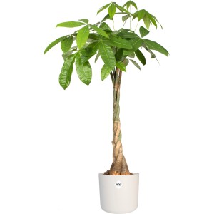 Elho Blumentopf B.For Soft Rund, Ø 29,5 cm, Weiß mit Geldbaum (Pachira aquatica).