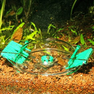 JBL LimCollect Schneckenfalle im Aquarium: Chemiefreie Lösung zur Schneckenbekämpfung mit variabler Höhenbegrenzung.