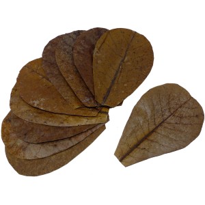 Proflora Nano Blätter Terminalia Catappa, 12 Stück, für die Wasserwertkorrektur im Aquarium.