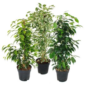 Exotenherz Ficus Benjamini 3er Set im Topf: Zimmerpflanzen mit grün-weiß und dunkelgrünen Blättern.