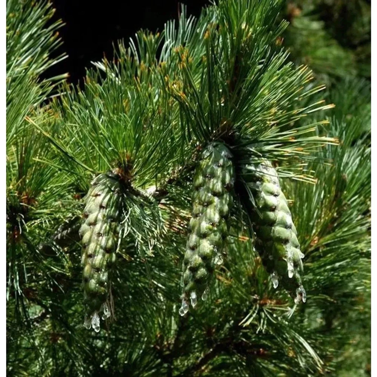Mazedonischer Kiefer 40-50cm - Pinus peuce