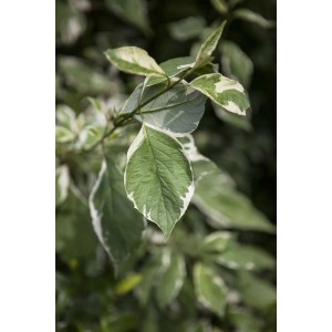 Nahaufnahme des Cornus Alba Elegantissima Hartriegel mit weißbunten Blättern.