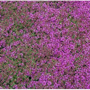 Zitronenquendel Creeping Red - Thymus praecox