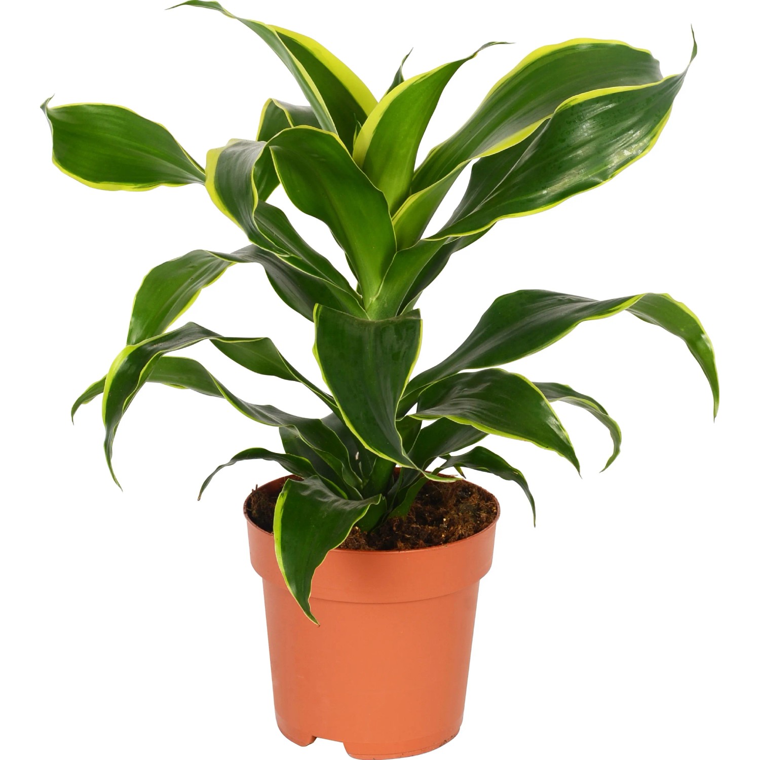dracena red Dracaena Marginata (Red Princess) main image 1
