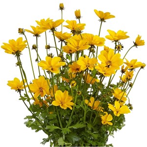 Goldmarie 'Bidopsis Efraims Gold' im Topf, leuchtend gelbe Sommerblume für Balkon und Garten.