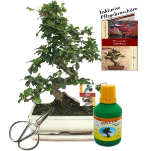 Exotenherz Bonsai Fukientee im Geschenkset mit Schere, Dünger und Pflegebroschüre.