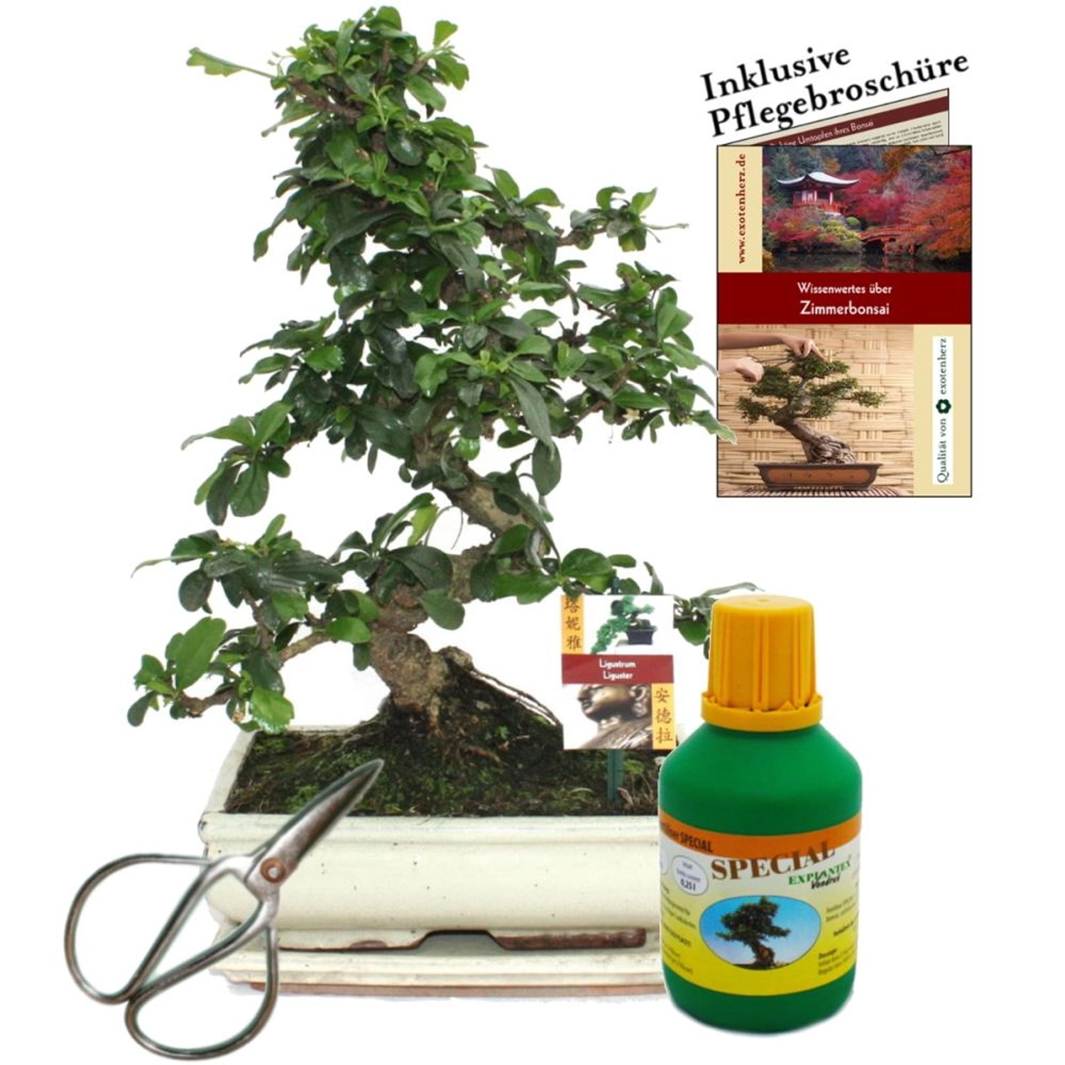 Exotenherz Bonsai Fukientee Carmona Microphylla ca. 10 Jahre 25cm Schale Geschenk-Set Mit Schere Und Dünger