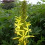 6 x Junkerlilie Asphodeline lutea Topf 9cm Gelbe Blüten