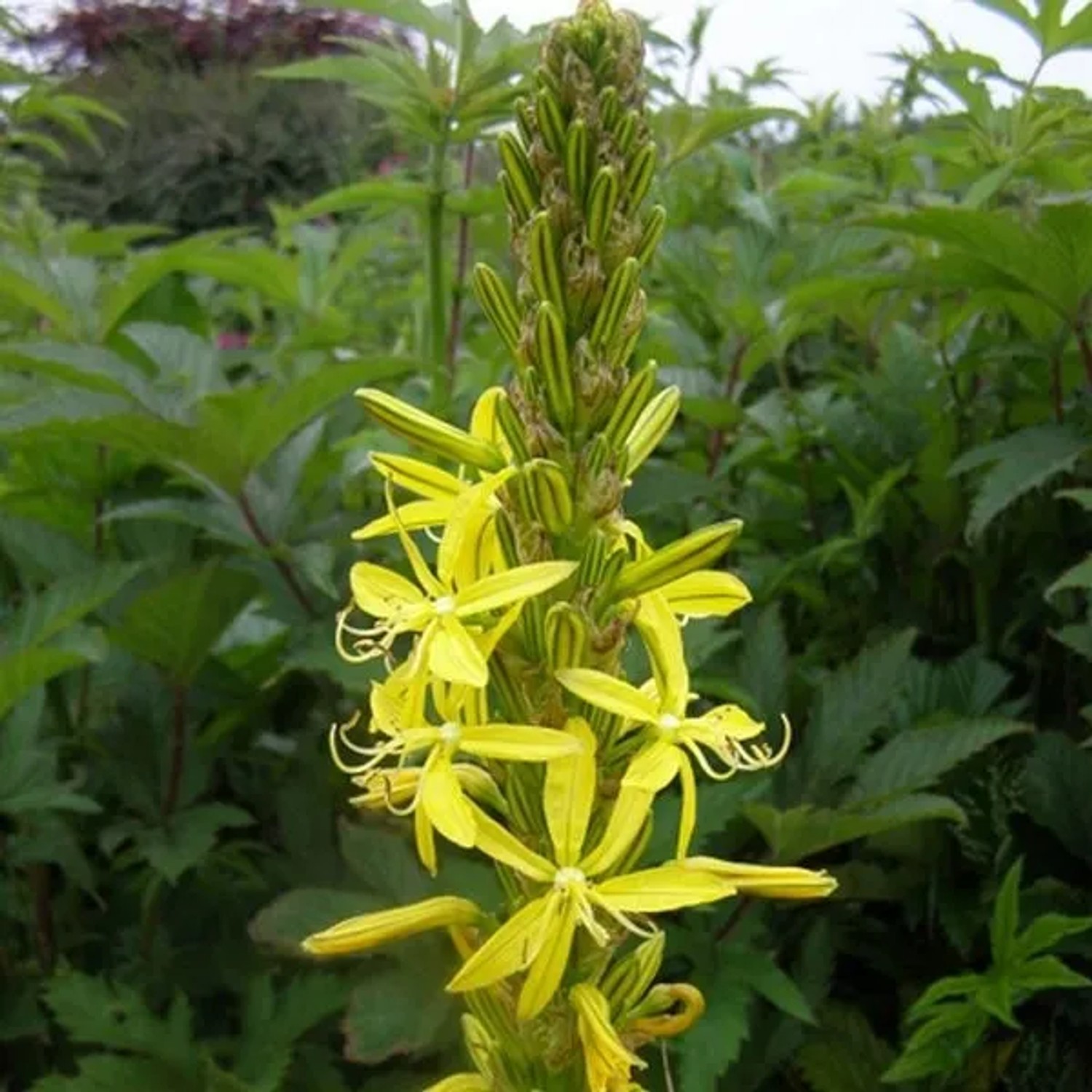 6 x Junkerlilie Asphodeline,utea Topf 9cm Gelbe Blüten