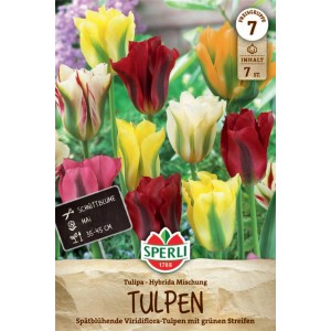 Sperli Viridiflora-Tulpen Mischung, bunte Tulpen in Gelb, Rot, Orange, Weiß und Rosa.