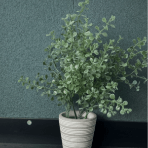 Floxxan Baumwollputz Colorado 130, graugrüne Baumwolltapete im Topf vor Wand.