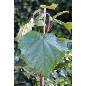 Nahaufnahme einer männlichen Kiwi-Pflanze (Actinidia chinensis 'Male') mit großem, grünem Blatt.