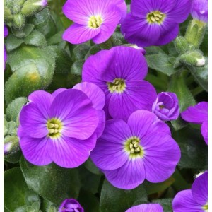 Nahaufnahme von violetten Blaukissen Bougainvillea (Aubrieta cultorum) Stauden mit gelber Blütenmitte.