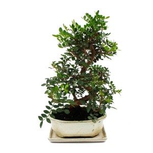 Exotenherz Bonsai Pistacia Lentiscus, ca. 10 Jahre alt, im weißen Topf.