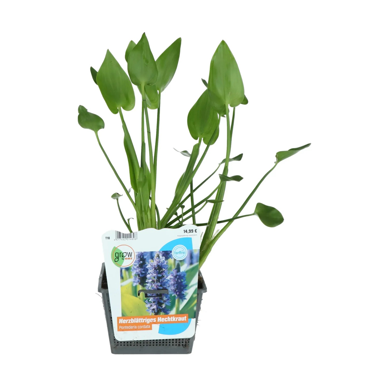 Herzblättriges Hechtkraut Blauviolett Topf-Ø ca. 18 cm Pontederia cordata