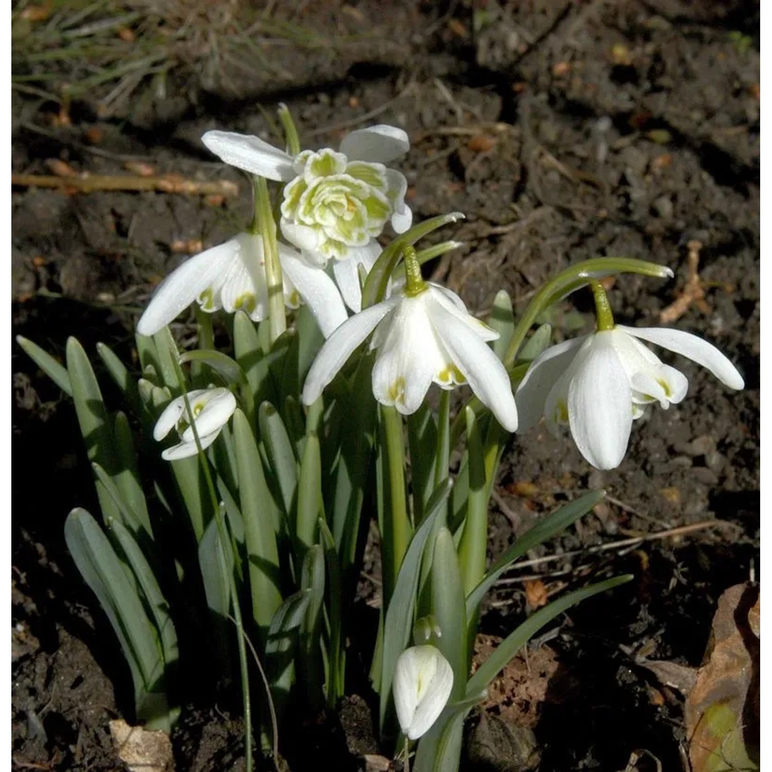 Schneeglöckchen Flore Pleno - Galanthus nivalis