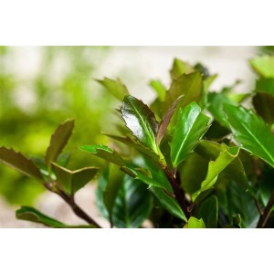 Detailaufnahme der Ilex meserveae 'Heckenblau' Heckenpflanze mit glänzend grünen Blättern.