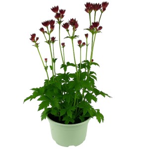 Sterndolde Astrantia im Topf mit dunkelroten Blüten und grünen Blättern.