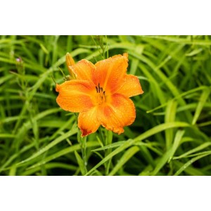 Leuchtend orangefarbene Taglilie 'Pardon Me' im Topf, umgeben von grünem Gras. Dekorative Staude für sonnige Standorte.
