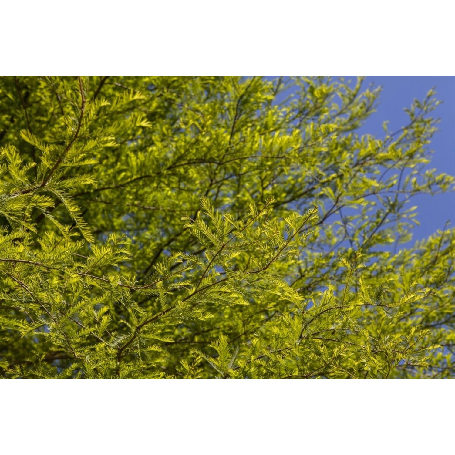 Taxodium Distichum Sumpfzypresse 80–100 cm günstig online kaufen