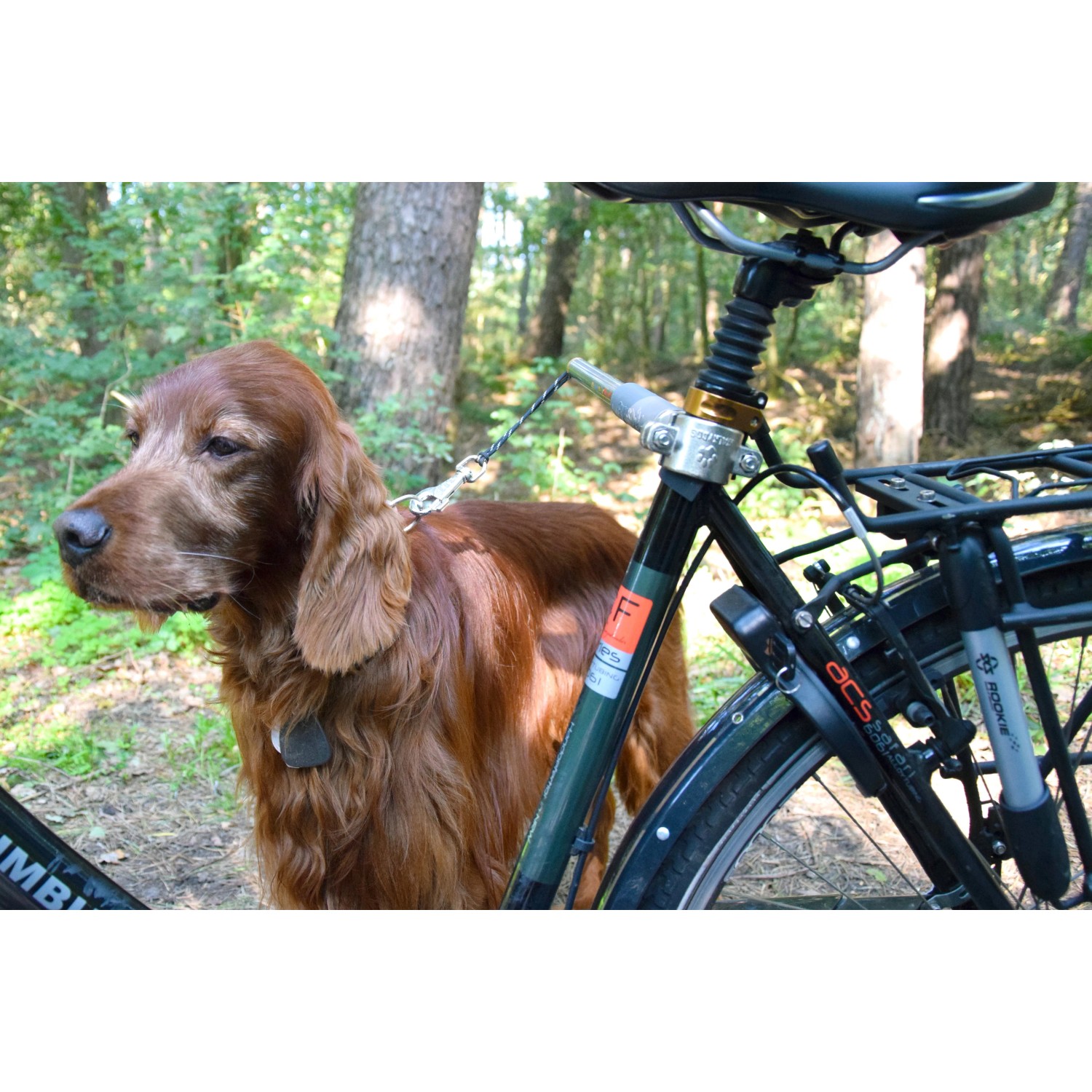 Hund mit Fahrradleine Walky Dog Plus am Fahrrad befestigt für sichere Radtouren.