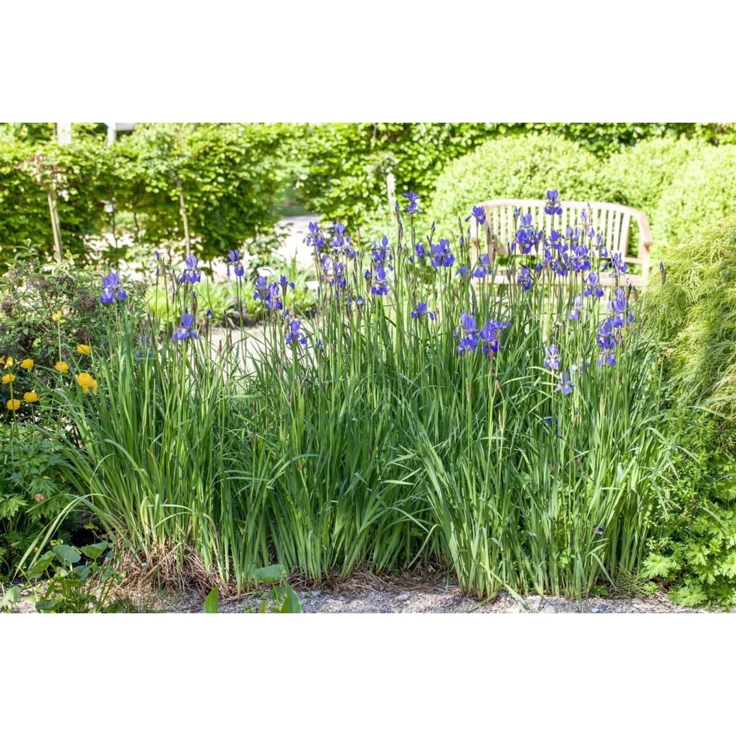 Iris Setosa Schwertlilie Ca. 9x9 cm Topf günstig online kaufen