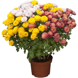 Winterastern Trio im Topf: Chrysanthemen in Gelb, Rosa und Weiß. Farbenfrohe Herbstblüher für Beet und Balkon.