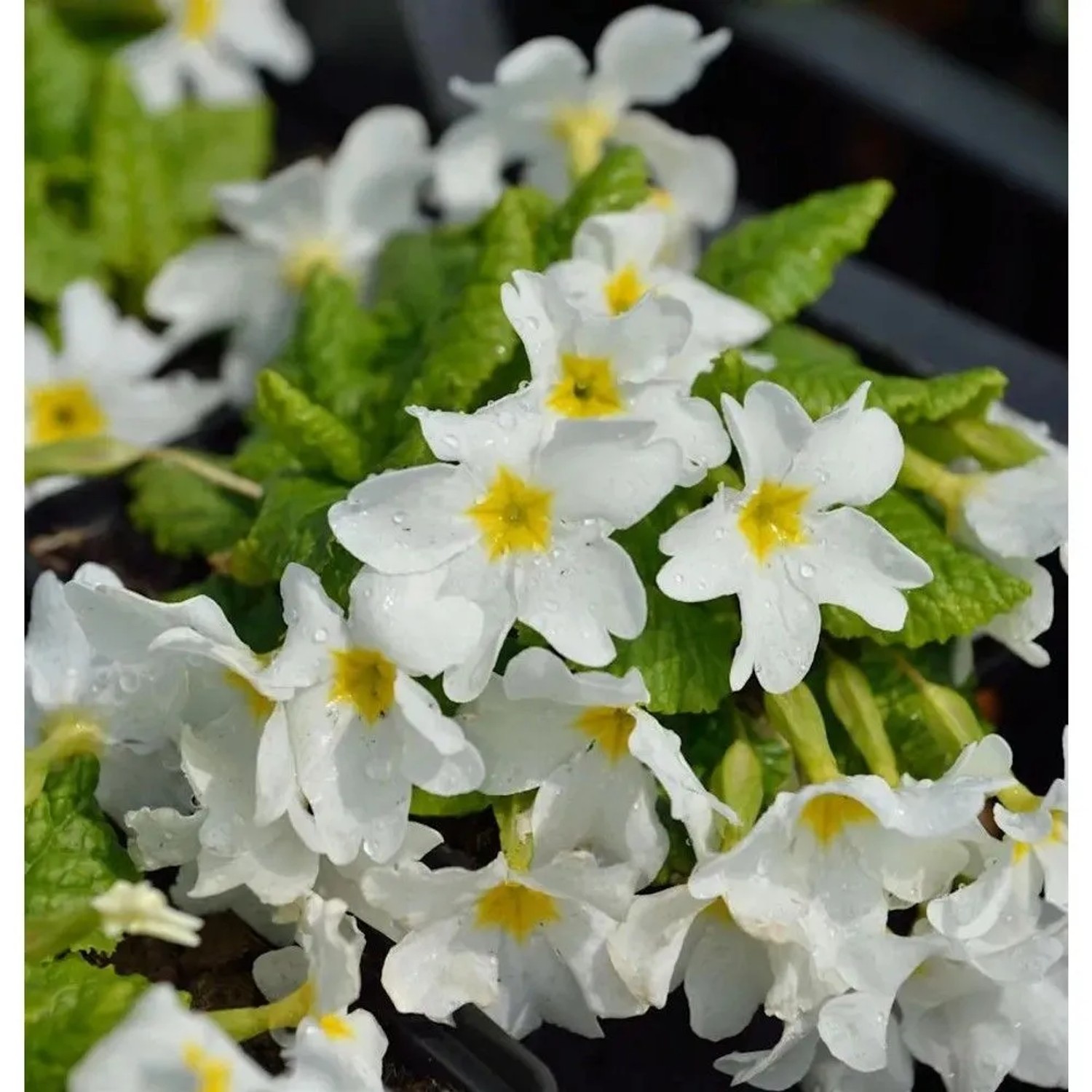 Teppich Primel Snow White - Primula pruhoniciana