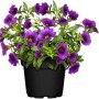 Zauberglöckchen Lia Blue Purple im Topf, eine attraktive Sommerpflanze für Balkon und Garten.