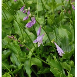 Lanzenblattfunkie - Hosta lancifolia